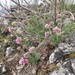 Anthyllis montana jacquinii - Photo (c) alessandro longhi, algunos derechos reservados (CC BY-NC-ND), subido por alessandro longhi