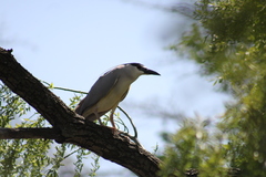 Nycticorax nycticorax
