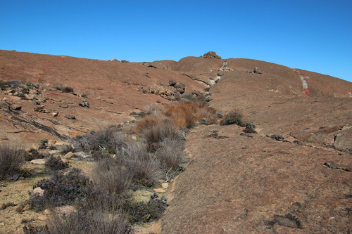 Kamies Pegreed (Restio vilis)