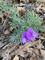 Lathyrus brachycalyx