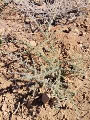 Aspalathus acanthophylla