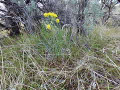 Lomatium simplex