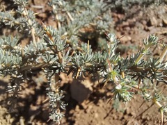 Aspalathus acanthophylla