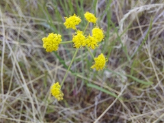 Lomatium simplex