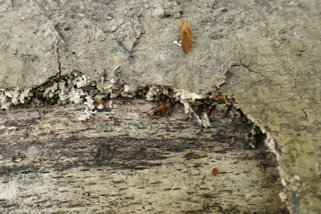 Hypulus bifasciatus
