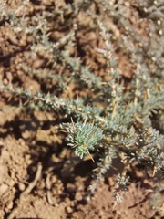 Aspalathus acanthophylla