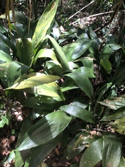 Aspidistra elatior