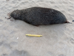 Arctocephalus australis