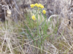 Lomatium simplex