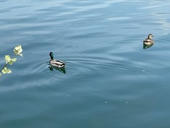 Anas platyrhynchos