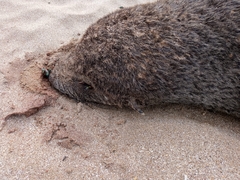 Arctocephalus australis