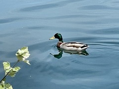 Anas platyrhynchos