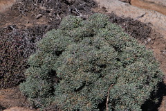 Othonna euphorbioides