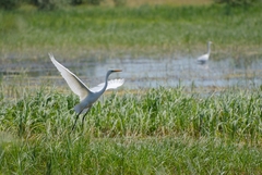 Ardea alba