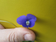 Viola nephrophylla