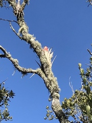 Tillandsia turneri