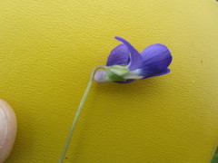 Viola nephrophylla