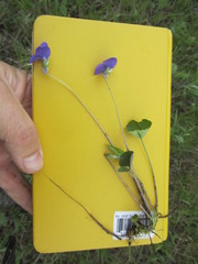 Viola nephrophylla