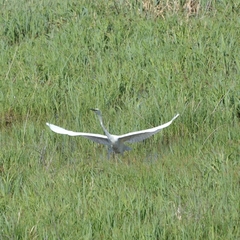 Ardea alba