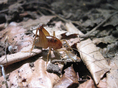 Ceuthophilus brevipes