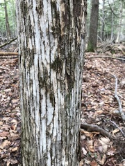 Ostrya virginiana image