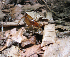 Ceuthophilus brevipes