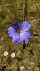 Linum narbonense