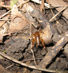 Ceuthophilus brevipes