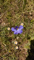 Linum narbonense