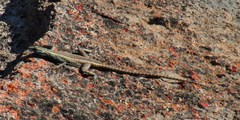 Platysaurus capensis