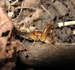 Ceuthophilus brevipes