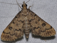 Dolicharthria bruguieralis