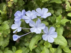 Plumbago auriculata