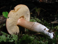 Xanthoconium affine affine