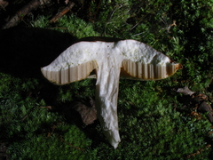 Xanthoconium affine affine