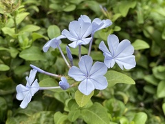 Plumbago auriculata