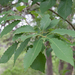 Quercus muehlenbergii - Photo (c) Susan Crawford Tracy,  זכויות יוצרים חלקיות (CC BY-NC), הועלה על ידי Susan Crawford Tracy