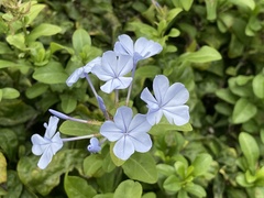 Plumbago auriculata