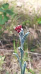 Helichrysum sanguineum