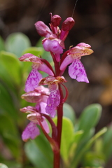 Orchis spitzelii