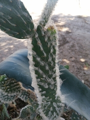Opuntia microdasys
