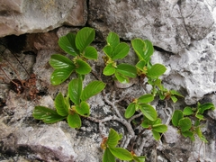 Rhamnus pumila
