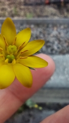 Blackstonia acuminata