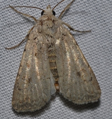 Caradrina kadenii