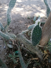 Opuntia microdasys