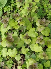 Alliaria petiolata