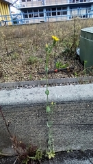 Blackstonia acuminata