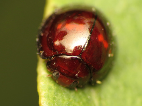 Heather Ladybird