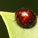 Heather Ladybird - Photo (c) Katja Schulz, some rights reserved (CC BY)