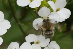Anthophora plumipes